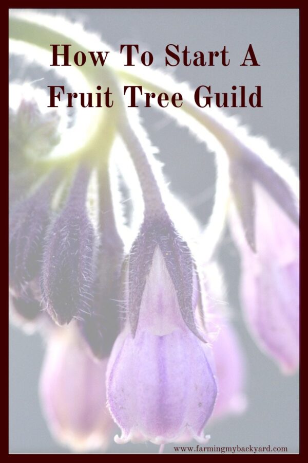 Plant a fruit tree guild! A guild is companion plants for your fruit trees to repel pest and disease, and attract pollinators!