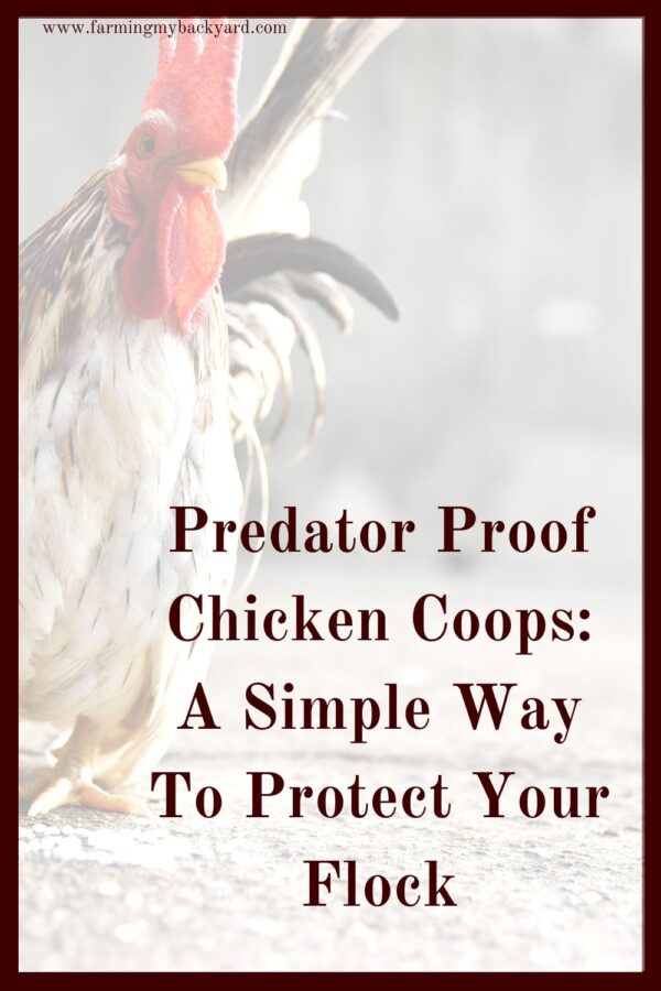 Chickens are so awesome, even the raccoons want some. Here's how to keep the predators out by making predator proof chicken coops.