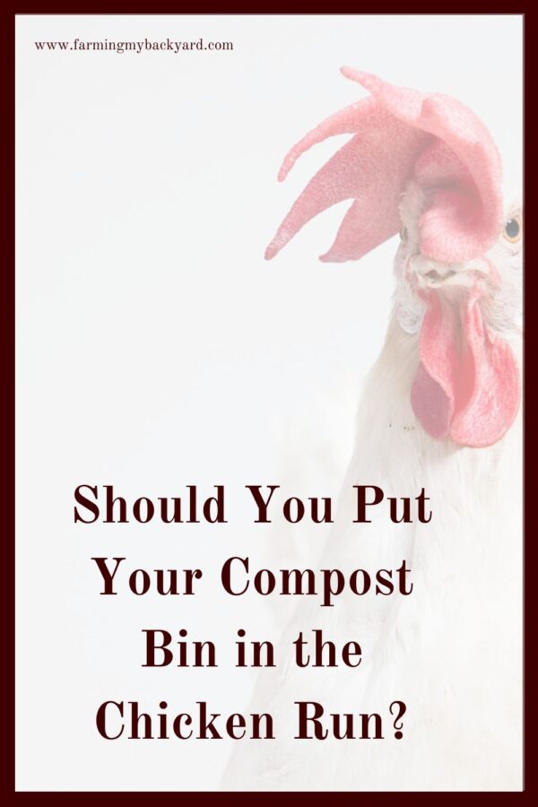 Will chickens eating compost make them sick? Will it hurt or help the compost? Find out if a compost bin in the chicken run is right for you.