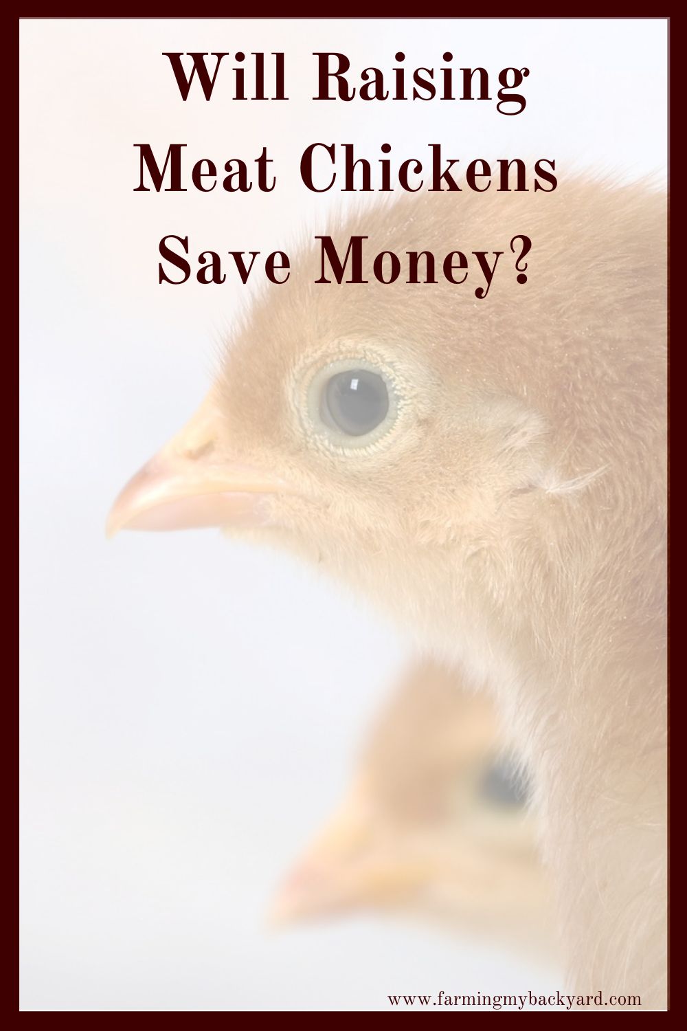 Doing it yourself is always cheaper, right?  Right? So, will raising meat chickens save money? Continue reading to find out!