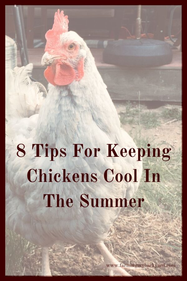 Part of your responsibility as a chicken keeper is to keep them safe during extreme weather.  Thankfully, keeping chickens cool doesn't have to be difficult, and they sure will appreciate you for it! 