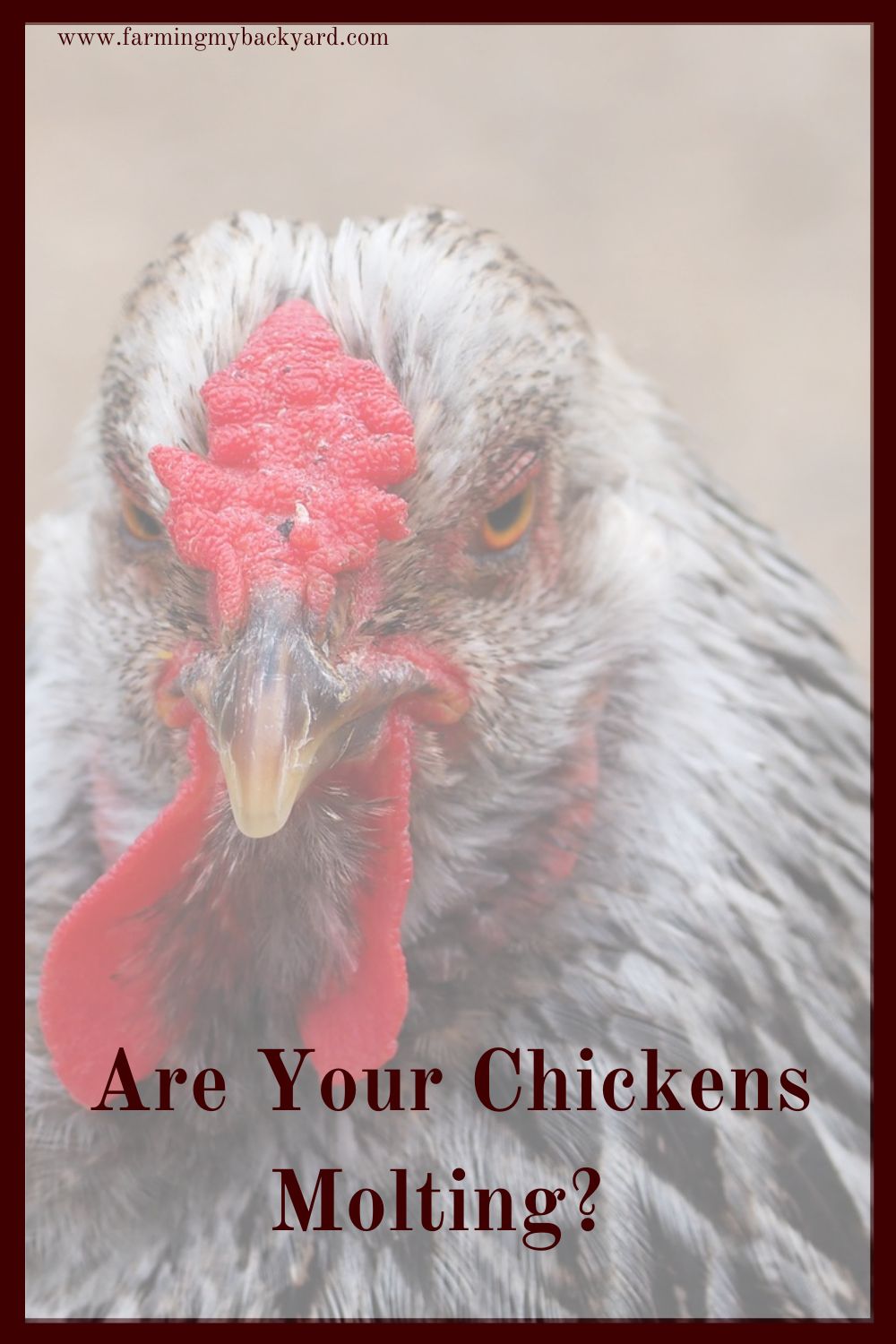 Chickens molting may look like a disaster, and cause a drop in egg production, but there are some things you can do to help them get through it.