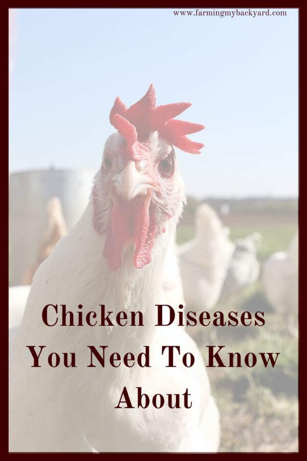 Do you know these common chicken diseases? Your flock may never have a problem, but it's good to know how to handle them if they pop up!