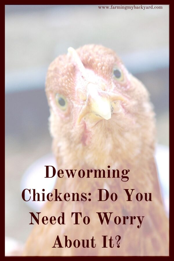 Whaaaat? Chickens have worms? Do I need to worry about this in my backyard flock? What should I DO about deworming chickens?