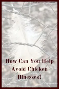 Chicken illnesses can be caused by a number of different factors such as bacteria, protozoa, viruses, or problems in their environment.  By setting up your flock to be their healthiest you can avoid many potential problems right from the start. 