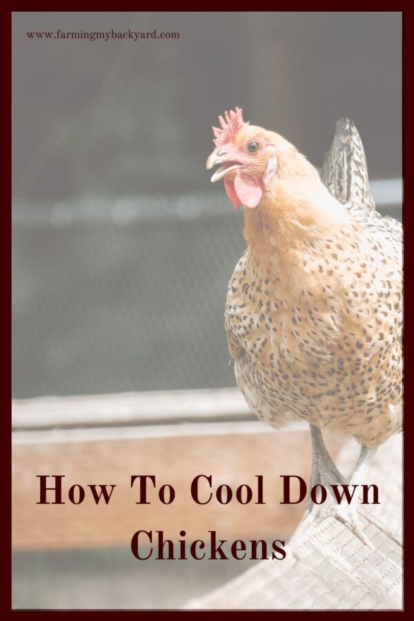 The best way to protect your chickens from the heat is by prevention, but sometimes you need to cool down chickens quickly. Here's how!