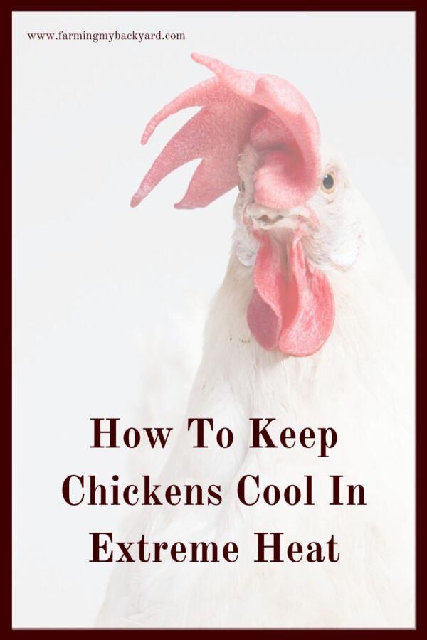 Can you keep chickens cool in extreme heat? What do you do when the temperature gauge is in the triple digits and climbing? Here are some ways to prepare.