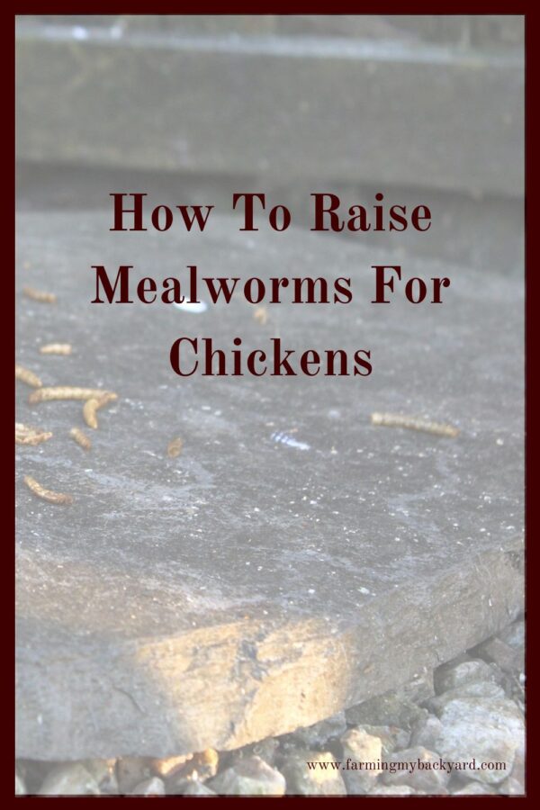Mealworms are a great addition to any flock’s diet.  Here's how to raise mealworms to supplement your hen's feed!