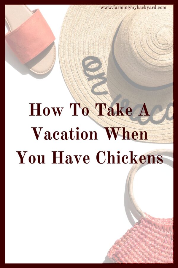 Can you take a vacation when you have chickens? Here are some tips to help you go on vacation even if you have backyard chickens.