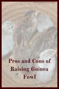 Guinea fowl are among the most misunderstood of all the birds you might own on your homestead. They have received a bad rap over the years, but they also host a considerable amount of benefits. If you’re thinking about raising guinea fowl, you should consider the following pros and cons.