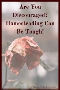 When discouraged and your homesteading efforts fail, look for the bright spots.  Here are some ways to keep going even when everything goes wrong.