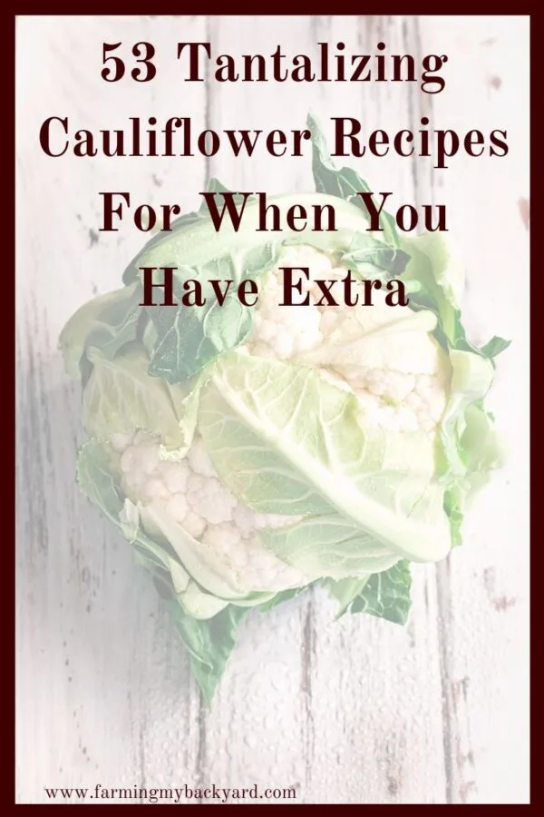 Here are some cauliflower recipes that will help you use up any extra harvest from your garden. Cauliflower can be one of the more difficult vegetables to grow, but it's very versatile to cook with. So try buying in bulk if you need to and start cooking!