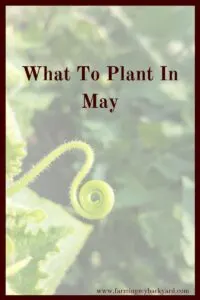 Hooray for warm weather and warm weather vegetables. Spring is here and summer is just around the corner! This is the heyday of gardening for those cooler areas of the country. Here's what to plant in May for your area!