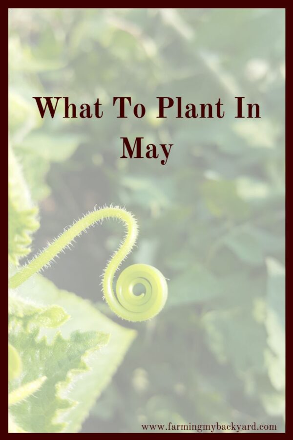 Hooray for warm weather and warm weather vegetables.  Spring is here and summer is just around the corner!  This is the heyday of gardening for those cooler areas of the country.  Here's what to plant in May for your area! 
