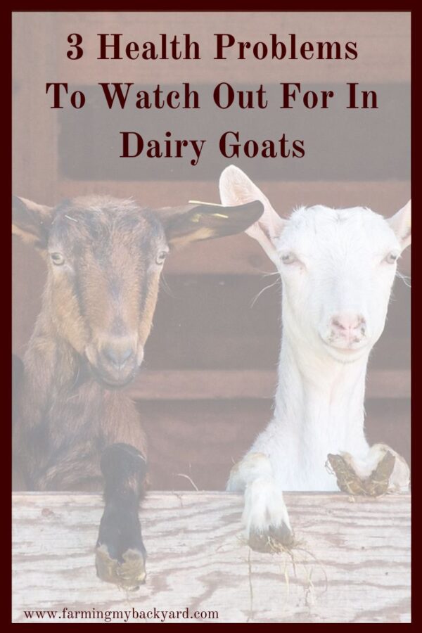  While there are quite a few potential issues you could run into raising dairy goats, there are a few that are more common than others.