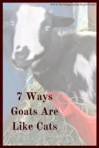 Are goats the new cat? They are if you are the crazy goat lady of the neighborhood! Here are some ways goats are like cats.