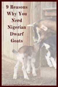 Part of deciding to keep goats is figuring out which breed is best for you. There are advantages and disadvantages to all the breeds, but there are nine reasons why you need Nigerian Dwarf goats!