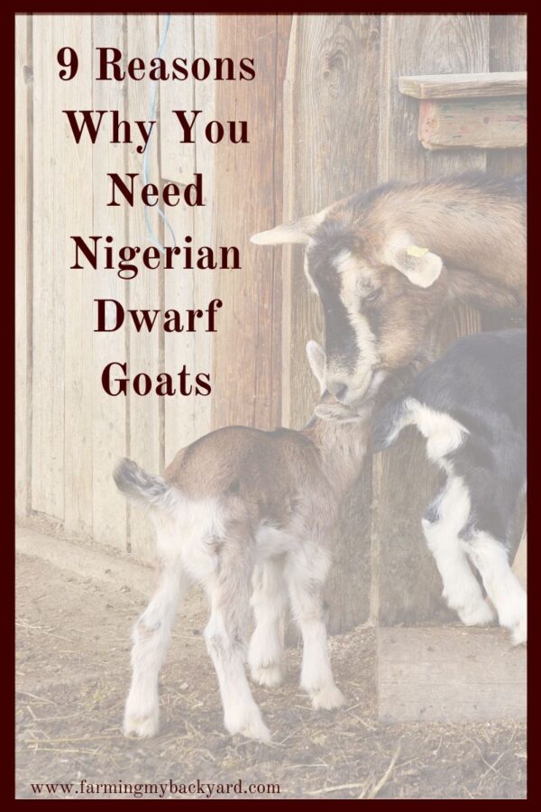 Here are nine good reasons why you need Nigerian Dwarf Goats.