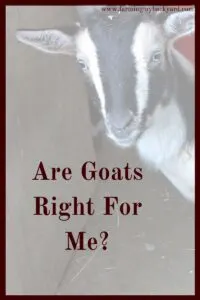 Are goats right for everyone?  I loved raising goats, but they weren't right for us.