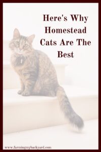 Cats are a great solution to pest control on the homestead.  Homestead cats are good hunters and decrease the rodent population. 