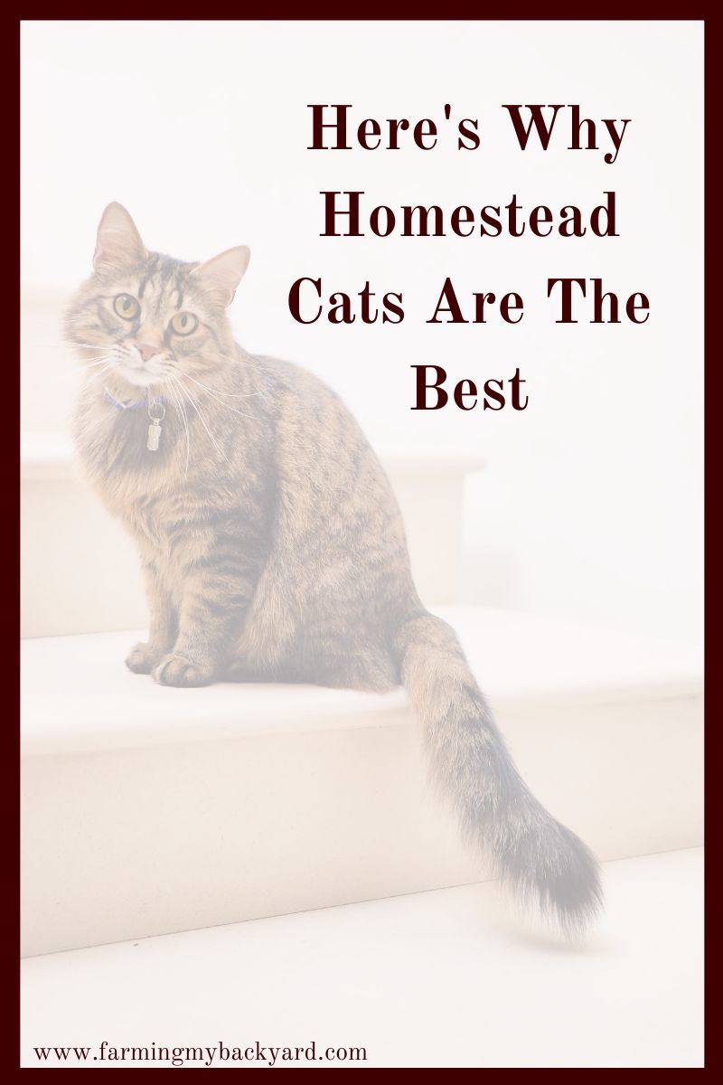 Cats are a great solution to pest control on the homestead.  Homestead cats are good hunters and decrease the rodent population. 