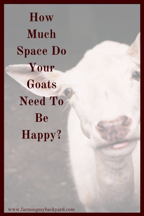 Thinking about getting goats?  Do you have enough space?  How much space do your goats need to be happy anyway? 