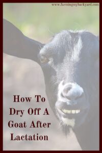 When it's time to dry off a goat there are a couple methods to choose. Drying off is a good idea to give your goat time to rest before her next lactation.