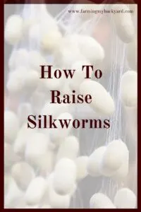 Did you know you can grow your own silk from your own silkworms? Well you can! Here's how to raise your own silkworms.