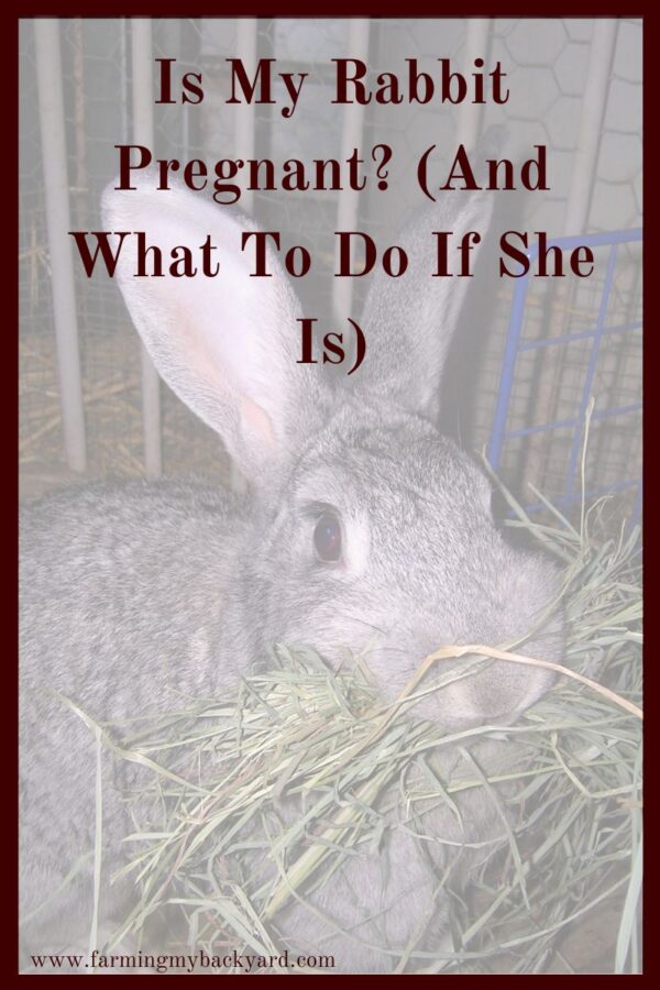 Is my rabbit pregnant? Whether you are a pet keeper, or raising for meat, you may want to know if you rabbit is going to have babies.