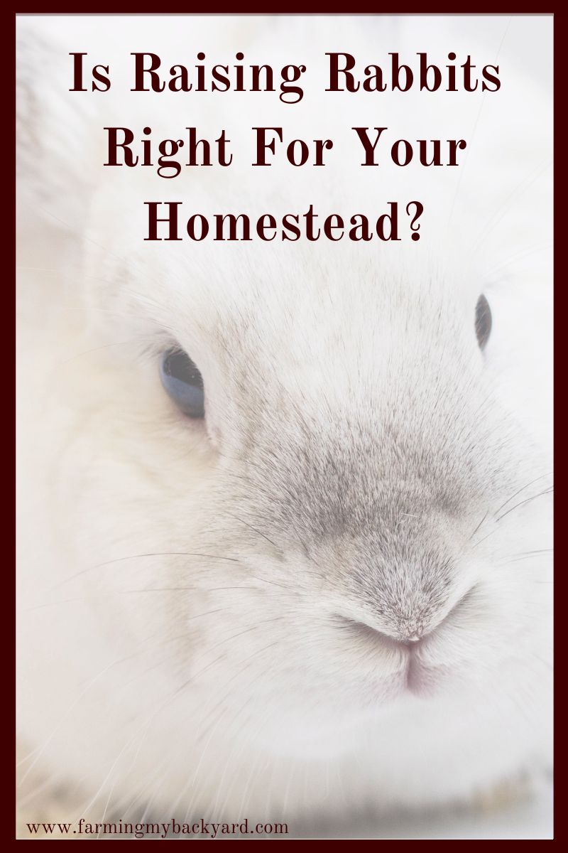 Is raising rabbits right for your homestead? They can be excellent choices for urban and tiny homesteads, but here are some things to think about before bringing them home.