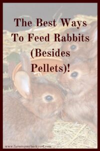 How should you feed your rabbits? There is a lot of conflicting information! But don't be scared to experiment. Here are some various ways to feed rabbits.