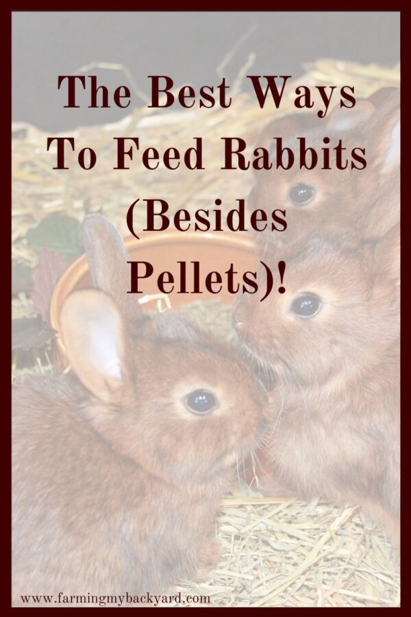 How should you feed your rabbits? There is a lot of conflicting information! But don't be scared to experiment. Here are some various ways to feed rabbits.
