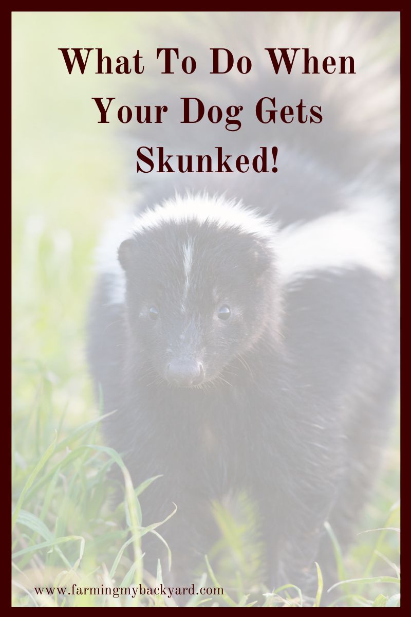 Eeek!  Your dog got skunked!  He smells horrible and he's crying!  What are you supposed to do now? Here's what ACTUALLY works!