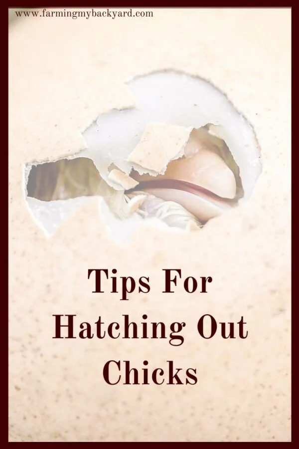 Watching your own chicks hatch is a memorable experience!  Luckily it's pretty easy to take care of your birds.  If your chickens are hatching eggs, make sure to feed them, keep them safe from mites and other bugs and predators, and give them a safe space.  