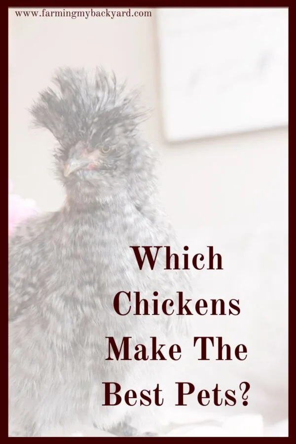 There are some breeds of chickens that tend to be more friendly as well as other breeds that may be more standoffish or active. 