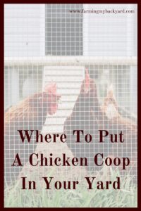 One of the fun parts of getting chickens is deciding where to put a chicken coop in your yard. Here's how to decide on the right location!